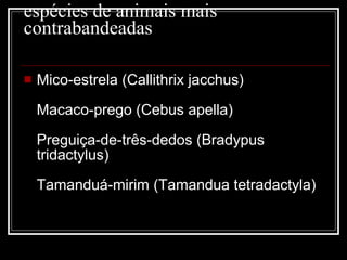 espécies de animais mais contrabandeadas Mico-estrela (Callithrix jacchus) Macaco-prego (Cebus apella) Preguiça-de-três-dedos (Bradypus tridactylus) Tamanduá-mirim (Tamandua tetradactyla) 