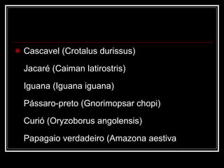 Cascavel (Crotalus durissus) Jacaré (Caiman latirostris) Iguana (Iguana iguana) Pássaro-preto (Gnorimopsar chopi) Curió (Oryzoborus angolensis) Papagaio verdadeiro (Amazona aestiva  