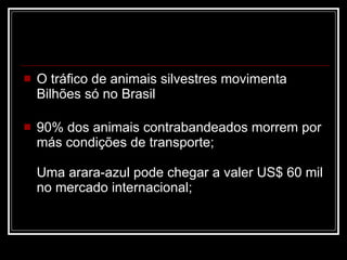 O tráfico de animais silvestres movimenta Bilhões só no Brasil 90% dos animais contrabandeados morrem por más condições de transporte; Uma arara-azul pode chegar a valer US$ 60 mil no mercado internacional; 