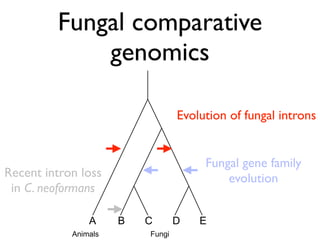 BioPerl: The evolution of a Bioinformatics Toolkit