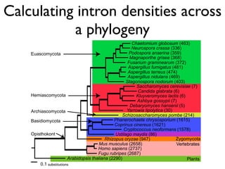 BioPerl: The evolution of a Bioinformatics Toolkit