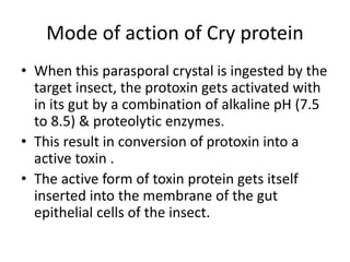 Mode of action of Cry protein
• When this parasporal crystal is ingested by the
target insect, the protoxin gets activated with
in its gut by a combination of alkaline pH (7.5
to 8.5) & proteolytic enzymes.
• This result in conversion of protoxin into a
active toxin .
• The active form of toxin protein gets itself
inserted into the membrane of the gut
epithelial cells of the insect.
 