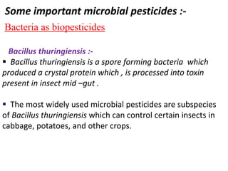 Some important microbial pesticides :-
Bacteria as biopesticides
Bacillus thuringiensis :-
 Bacillus thuringiensis is a spore forming bacteria which
produced a crystal protein which , is processed into toxin
present in insect mid –gut .
 The most widely used microbial pesticides are subspecies
of Bacillus thuringiensis which can control certain insects in
cabbage, potatoes, and other crops.
 