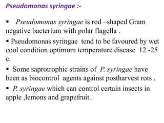 Pseudomonas syringae :-
 Pseudomonas syringae is rod –shaped Gram
negative bacterium with polar flagella .
 Pseudomonas syringae tend to be favoured by wet
cool condition optimum temperature disease 12 -25
c.
 Some saprotrophic strains of P. syringae have
been as biocontrol agents against postharvest rots .
 P. syringae which can control certain insects in
apple ,lemons and grapefruit .
 