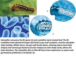 Caterpillar consumes the Bt spore (1) and crystalline toxin-treated leaf. The Bt
crystalline toxin (diamond shapes )(2) binds to gut wall receptors, and the caterpillar
stops feeding. Within hours, the gut wall breaks down, allowing spores (oval tube
shapes) and normal gut bacteria (circular shapes) to enter body cavity, where the
toxin dissolves. The caterpillar dies in 24to 48 hours from septicemia, as spores and
gut bacteria proliferate in its blood ( 3).
1
2
3
 