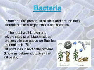  The most well-known and
widely used of all biopesticides
are insecticides based on Bacillus
thuringiensis “Bt.”
Bt produces insecticidal proteins
(know as delta-endotoxins) that
kill pests, ….
 Bacteria are present in all soils and are the most
abundant micro-organisms in soil samples.
 