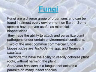 • Fungi are a diverse group of organisms and can be
found in almost every environment on Earth. Some
species have proven useful as microbial
biopesticides.
• they have the ability to attack and parasitize plant
pathogens under certain environmental conditions.
• Two of the most common commercial fungal
biopesticides are Trichoderma spp. and Beauveria
bassiana
• Trichoderma have the ability to readily colonize plant
roots, without harming the plant.
• Beauveria bassiana is a fungus that acts as a
parasite on many insect species.
 
