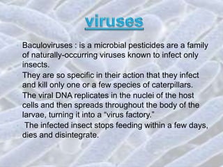 • Baculoviruses : is a microbial pesticides are a family
of naturally-occurring viruses known to infect only
insects.
• They are so specific in their action that they infect
and kill only one or a few species of caterpillars.
• The viral DNA replicates in the nuclei of the host
cells and then spreads throughout the body of the
larvae, turning it into a “virus factory.”
• The infected insect stops feeding within a few days,
dies and disintegrate.
 