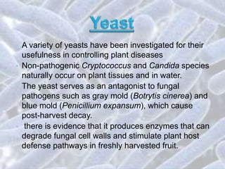 • A variety of yeasts have been investigated for their
usefulness in controlling plant diseases
• Non-pathogenic Cryptococcus and Candida species
naturally occur on plant tissues and in water.
• The yeast serves as an antagonist to fungal
pathogens such as gray mold (Botrytis cinerea) and
blue mold (Penicillium expansum), which cause
post-harvest decay.
• there is evidence that it produces enzymes that can
degrade fungal cell walls and stimulate plant host
defense pathways in freshly harvested fruit.
 