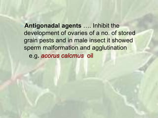 Antigonadal agents …. Inhibit the
development of ovaries of a no. of stored
grain pests and in male insect it showed
sperm malformation and agglutination
e.g.
 