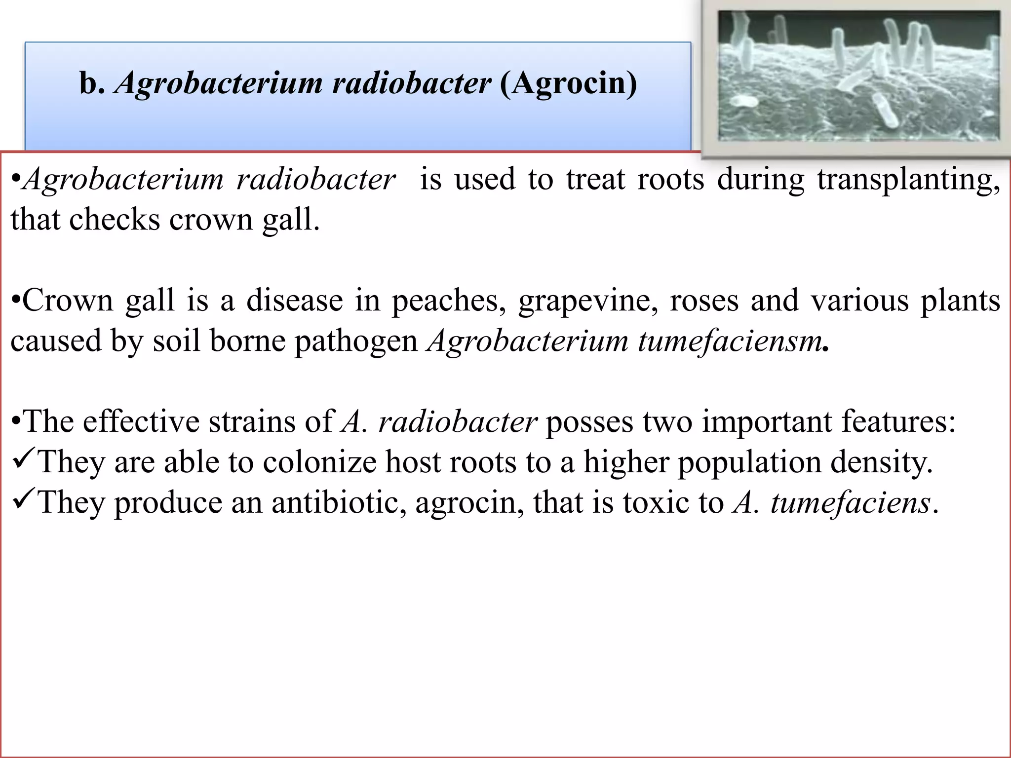 Biopesticides | PPTX