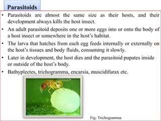 Parasitoids
• Parasitoids are almost the same size as their hosts, and their
development always kills the host insect.
• An adult parasitoid deposits one or more eggs into or onto the body of
a host insect or somewhere in the host’s habitat.
• The larva that hatches from each egg feeds internally or externally on
the host’s tissues and body fluids, consuming it slowly.
• Later in development, the host dies and the parasitoid pupates inside
or outside of the host’s body.
• Bathyplectes, trichogramma, encarsia, muscidifurax etc.
Fig: Trichogramma
 