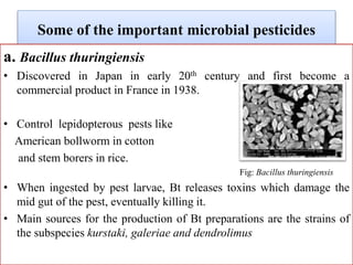 Some of the important microbial pesticides
a. Bacillus thuringiensis
• Discovered in Japan in early 20th century and first become a
commercial product in France in 1938.
• Control lepidopterous pests like
American bollworm in cotton
and stem borers in rice.
Fig: Bacillus thuringiensis
• When ingested by pest larvae, Bt releases toxins which damage the
mid gut of the pest, eventually killing it.
• Main sources for the production of Bt preparations are the strains of
the subspecies kurstaki, galeriae and dendrolimus
 