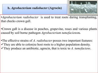 b. Agrobacterium radiobacter (Agrocin)
•Agrobacterium radiobacter is used to treat roots during transplanting,
that checks crown gall.
•Crown gall is a disease in peaches, grapevine, roses and various plants
caused by soil borne pathogen Agrobacterium tumefaciensm.
•The effective strains of A. radiobacter posses two important features:
They are able to colonize host roots to a higher population density.
They produce an antibiotic, agrocin, that is toxic to A. tumefaciens.
 