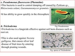 c. Pseudomonas fluorescens (Phenazine)
•This bacteria is used to control damping off caused by Pythium sp.,
Rhizoctonia solani, Gaeumannomyces graminis.
•It has ability to grow quickly in the rhizosphere
d. Trichoderma Fig: Pseudomonas
•Trichoderma is a fungicide effective against soil born diseases such as
root rot.
•This is also used against Necteia
galligena, that causes silver leaf
disease of fruit trees by entering
through pruning wounds.
Fig. spores of Trichoderma
 