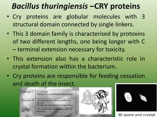 Bacillus thuringiensis –CRY proteins
• Cry proteins are globular molecules with 3
structural domain connected by single linkers.
• This 3 domain family is characterised by protoxins
of two different lengths, one being longer with C
– terminal extension necessary for toxicity.
• This extension also has a characteristic role in
crystal formation within the bacterium.
• Cry proteins are responsible for feeding cessation
and death of the insect.
 