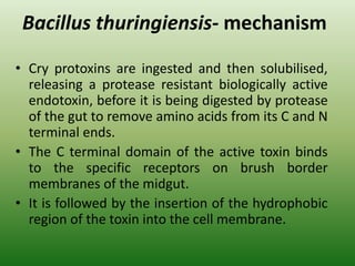 Bacillus thuringiensis- mechanism
• Cry protoxins are ingested and then solubilised,
releasing a protease resistant biologically active
endotoxin, before it is being digested by protease
of the gut to remove amino acids from its C and N
terminal ends.
• The C terminal domain of the active toxin binds
to the specific receptors on brush border
membranes of the midgut.
• It is followed by the insertion of the hydrophobic
region of the toxin into the cell membrane.
 