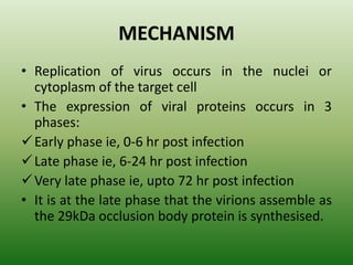 MECHANISM
• Replication of virus occurs in the nuclei or
cytoplasm of the target cell
• The expression of viral proteins occurs in 3
phases:
Early phase ie, 0-6 hr post infection
Late phase ie, 6-24 hr post infection
Very late phase ie, upto 72 hr post infection
• It is at the late phase that the virions assemble as
the 29kDa occlusion body protein is synthesised.
 