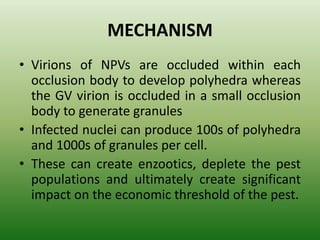 MECHANISM
• Virions of NPVs are occluded within each
occlusion body to develop polyhedra whereas
the GV virion is occluded in a small occlusion
body to generate granules
• Infected nuclei can produce 100s of polyhedra
and 1000s of granules per cell.
• These can create enzootics, deplete the pest
populations and ultimately create significant
impact on the economic threshold of the pest.
 
