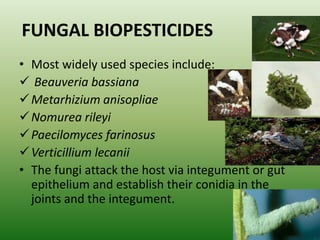 FUNGAL BIOPESTICIDES
• Most widely used species include:
 Beauveria bassiana
Metarhizium anisopliae
Nomurea rileyi
Paecilomyces farinosus
Verticillium lecanii
• The fungi attack the host via integument or gut
epithelium and establish their conidia in the
joints and the integument.
 