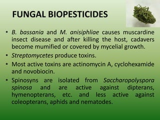 FUNGAL BIOPESTICIDES
• B. bassania and M. anisiphliae causes muscardine
insect disease and after killing the host, cadavers
become mumified or covered by mycelial growth.
• Streptomycetes produce toxins.
• Most active toxins are actinomycin A, cyclohexamide
and novobiocin.
• Spinosyns are isolated from Saccharopolyspora
spinosa and are active against dipterans,
hymenopterans, etc. and less active against
coleopterans, aphids and nematodes.
 