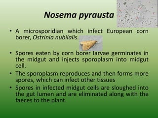 Nosema pyrausta
• A microsporidian which infect European corn
borer, Ostrinia nubilalis.
• Spores eaten by corn borer larvae germinates in
the midgut and injects sporoplasm into midgut
cell.
• The sporoplasm reproduces and then forms more
spores, which can infect other tissues
• Spores in infected midgut cells are sloughed into
the gut lumen and are eliminated along with the
faeces to the plant.
 