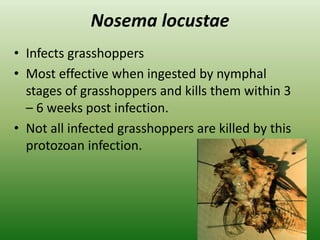 Nosema locustae
• Infects grasshoppers
• Most effective when ingested by nymphal
stages of grasshoppers and kills them within 3
– 6 weeks post infection.
• Not all infected grasshoppers are killed by this
protozoan infection.
 