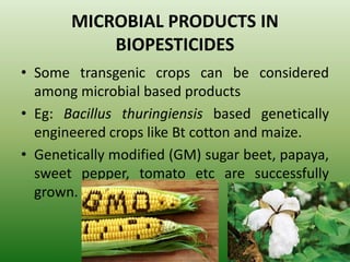 MICROBIAL PRODUCTS IN
BIOPESTICIDES
• Some transgenic crops can be considered
among microbial based products
• Eg: Bacillus thuringiensis based genetically
engineered crops like Bt cotton and maize.
• Genetically modified (GM) sugar beet, papaya,
sweet pepper, tomato etc are successfully
grown.
 