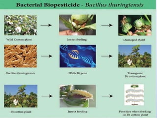 Biopesticides | PPTX