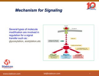 Mechanism for Signaling
Several types of molecule
modification are involved in
regulation for a signal
transfer such as :
glycosylation, acetylation,etc
7
www.stabicon.com bd@stabicon.com
 
