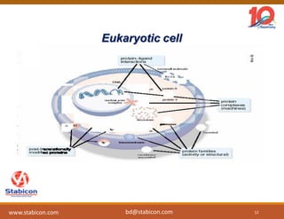 Eukaryotic cell
12www.stabicon.com bd@stabicon.com
 