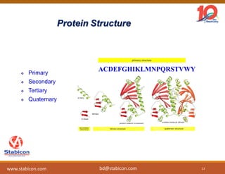 Protein Structure
 Primary
 Secondary
 Tertiary
 Quaternary
ACDEFGHIKLMNPQRSTVWY
primary structure
13www.stabicon.com bd@stabicon.com
 