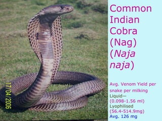Common
Indian
Cobra
(Nag)
(Naja
naja)
Avg. Venom Yield per
snake per milking
Liquid—
(0.098-1.56 ml)
Lyophilised
(56.4-514.9mg)
Avg. 126 mg
 