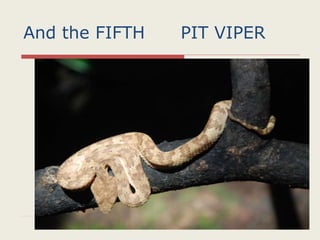 And the FIFTH PIT VIPER
 