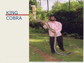 KING
COBRA
 