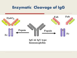 Enzymatic Cleavage of IgG
 
