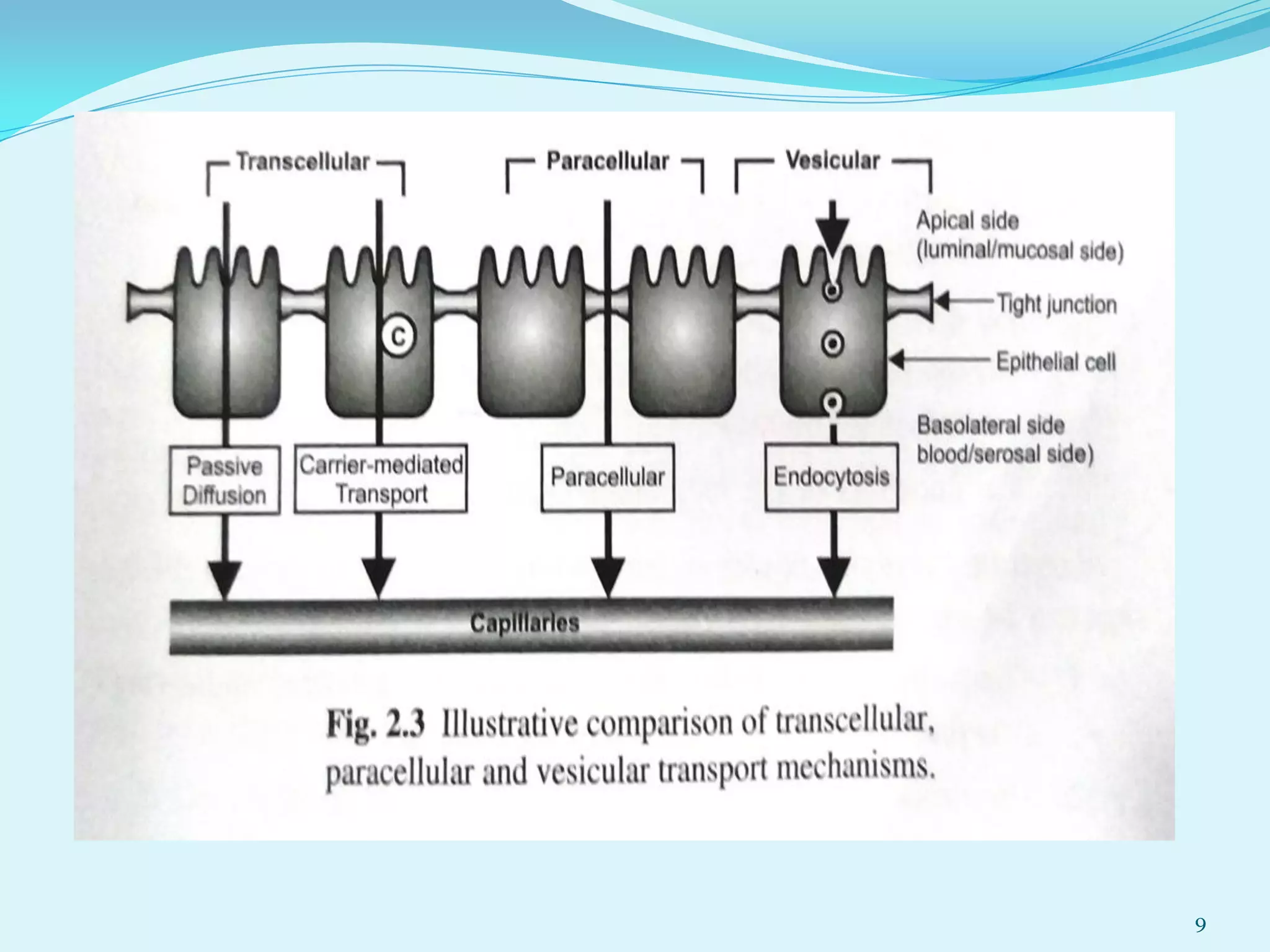Biopharmaceutics: Mechanisms of Drug Absorption | PDF