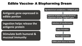 Edible Vaccine- A Biopharming Dream
Agrobacterium tumefaciens + Antigenic gene
Exposure of plant explant to bacterial
suspension carrying antigenic gene
Selection of transformants
Callus formation
Plant regeneration
Edible plant tissue as Vaccine
Antigenic gene expressed in
edible portion
Ingestion helps release the
antigenic protein
Stimulate both humoral &
mucosal immunity
 