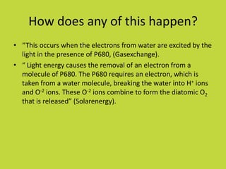 How does any of this happen?
• “This occurs when the electrons from water are excited by the
  light in the presence of P680, (Gasexchange).
• “ Light energy causes the removal of an electron from a
  molecule of P680. The P680 requires an electron, which is
  taken from a water molecule, breaking the water into H+ ions
  and O-2 ions. These O-2 ions combine to form the diatomic O2
  that is released” (Solarenergy).
 