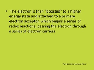 • The electron is then "boosted" to a higher
  energy state and attached to a primary
  electron acceptor, which begins a series of
  redox reactions, passing the electron through
  a series of electron carriers




                                 Put domino picture here
 