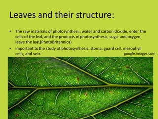 Leaves and their structure:
• The raw materials of photosynthesis, water and carbon dioxide, enter the
  cells of the leaf, and the products of photosynthesis, sugar and oxygen,
  leave the leaf.(PhotoBritannica)
• important to the study of photosynthesis: stoma, guard cell, mesophyll
  cells, and vein.                                               google.images.com
 