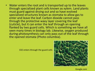 • Water enters the root and is transported up to the leaves
  through specialized plant cells known as xylem. Land plants
  must guard against drying out and so have evolved
  specialized structures known as stomata to allow gas to
  enter and leave the leaf. Carbon dioxide cannot pass
  through the protective waxy layer covering the leaf
  (cuticle), but it can enter the leaf through an opening
  flanked by two guard cells. Which is something we have all
  seen many times in biology lab. Likewise, oxygen produced
  during photosynthesis can only pass out of the leaf through
  the opened stomata (Photo columbia).


         C02 enters through the guard cells




                                                   Google.com
 