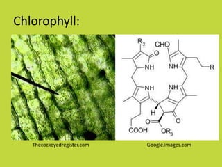 Chlorophyll:




   Thecockeyedregister.com   Google.images.com
 