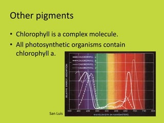 Other pigments
• Chlorophyll is a complex molecule.
• All photosynthetic organisms contain
  chlorophyll a.




             San Luis
 