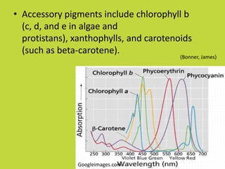 • Accessory pigments include chlorophyll b
  (c, d, and e in algae and
  protistans), xanthophylls, and carotenoids
  (such as beta-carotene).
                                         (Bonner, James)




               Googleimages.com
 