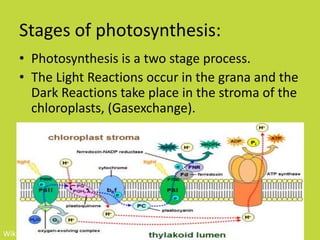 Stages of photosynthesis:
    • Photosynthesis is a two stage process.
    • The Light Reactions occur in the grana and the
      Dark Reactions take place in the stroma of the
      chloroplasts, (Gasexchange).




Wikipedia.com
 