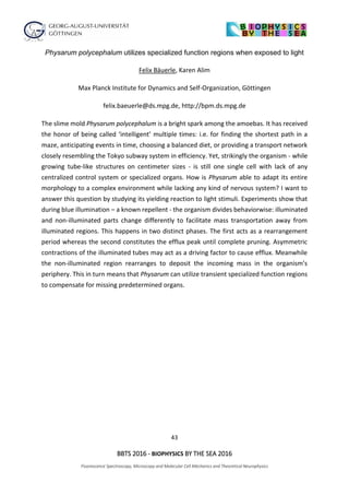 43
BBTS 2016 - BIOPHYSICS BY THE SEA 2016
Fluorescence Spectroscopy, Microscopy and Molecular Cell Mechanics and Theoretical Neurophysics
Physarum polycephalum utilizes specialized function regions when exposed to light
Felix Bäuerle, Karen Alim
Max Planck Institute for Dynamics and Self-Organization, Göttingen
felix.baeuerle@ds.mpg.de, http://bpm.ds.mpg.de
The slime mold Physarum polycephalum is a bright spark among the amoebas. It has received
the honor of being called ‘intelligent’ multiple times: i.e. for finding the shortest path in a
maze, anticipating events in time, choosing a balanced diet, or providing a transport network
closely resembling the Tokyo subway system in efficiency. Yet, strikingly the organism - while
growing tube-like structures on centimeter sizes - is still one single cell with lack of any
centralized control system or specialized organs. How is Physarum able to adapt its entire
morphology to a complex environment while lacking any kind of nervous system? I want to
answer this question by studying its yielding reaction to light stimuli. Experiments show that
during blue illumination – a known repellent - the organism divides behaviorwise: illuminated
and non-illuminated parts change differently to facilitate mass transportation away from
illuminated regions. This happens in two distinct phases. The first acts as a rearrangement
period whereas the second constitutes the efflux peak until complete pruning. Asymmetric
contractions of the illuminated tubes may act as a driving factor to cause efflux. Meanwhile
the non-illuminated region rearranges to deposit the incoming mass in the organism’s
periphery. This in turn means that Physarum can utilize transient specialized function regions
to compensate for missing predetermined organs.
 