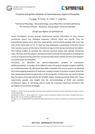 53
BBTS 2016 - BIOPHYSICS BY THE SEA 2016
Fluorescence Spectroscopy, Microscopy and Molecular Cell Mechanics and Theoretical Neurophysics
Functional and genetic dissection of mechanosensory organs of Drosophila
1, 2C. Guan, 1N. Scholz, 1R. J. Kittel, 1T. Langenhan
1Institute of Physiology – Neurophysiology, Julius-Maximilians-University Würzburg
2III. Institute of Physics – Biophysics, Georg-August-University Göttingen
chonglin.guan@phys.uni-goettingen.de
Larval chordotonal neurons provide fundamental sensory information as they convert
mechanical stimuli into biological responses (stretch, touch and sound). They are
monociliated, bipolar nerve cells that reveal genetic and functional parallels with inner hair
cells of the mammalian ear [1, 2]. Here we have developed a preparation to directly record
from sensory neurons of the lateral chordotonal organ (lch5) during mechanical stimulation.
This method enables to correlate the neuronal electrical output with defined mechanical
input. We have used this setup to characterize basal functional lch5 parameters including time
course of response during continuous mechanical stimulation and the recovery time between
successive bouts of stimulation.
Previously, we identified the calcium-independent receptor of α-latrotoxin
(dCIRL/Latrophilin), a member of the Adhesion class of G protein-coupled receptors (aGPCR),
as a mechanoreceptor [3]. We found that dCIRL modulates lch5 neuron activity by adjusting
the mechanogating properties of ionotropic receptors known to produce receptor potentials
that subsequently lead to the generation of nerve impulses. Furthermore, our results indicate
that the extent of the extracellular NTF of dCIRL shapes mechanosensitivity of the lch5. These
experiments provide new insights into the mechanobiology of dCIRL and establish
chordotonal organs as interesting sites to study the molecular machinery involved in the
perception of mechanical challenges.
[1] Eberl, D. F., Hardy, R. W. &amp; Kernan, M. J. Genetically similar transduction mechanisms for touch and hearing in Drosophila. J Neurosci
20, 5981-5988 (2000)
[2] Nadrowski, B., Albert, J. T. &amp; Gopfert, M. C. Transducer-based force generation explains active process in Drosophila hearing. Curr
Biol 18, 1365-1372, doi:10.1016/j.cub.2008.07.095 (2008)
[3] Scholz, N. et al. The Adhesion GPCR Latrophilin/CIRL Shapes Mechanosensation. Cell Rep 11, 866-874, doi:10.1016/j.celrep.2015.04.008
(2015)
 