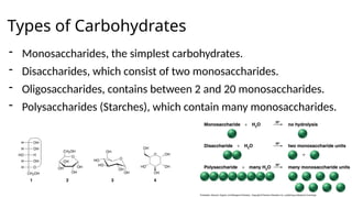 Types of Carbohydrates
- Monosaccharides, the simplest carbohydrates.
- Disaccharides, which consist of two monosaccharides.
- Oligosaccharides, contains between 2 and 20 monosaccharides.
- Polysaccharides (Starches), which contain many monosaccharides.
 