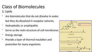 Class of Biomolecules
2. Lipids
- Are biomolecules that do not dissolve in water,
but they do dissolved in nonpolar solvents.
- Hydrophobic or amphipathic
- Serve as the main structure of cell membranes
- Energy storage
- Provide a layer of thermal insulation and
protection for many organisms
 